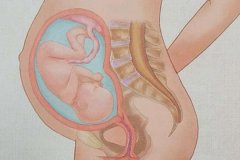 身體之外移植出色試管胚胎通過生化處理后需檢查的項目免疫力項目有